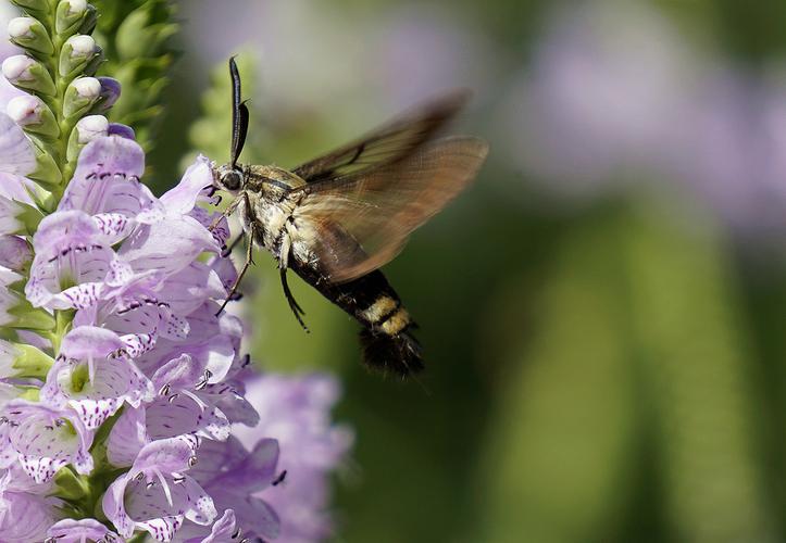 雕虫小技 石家庄 艺考