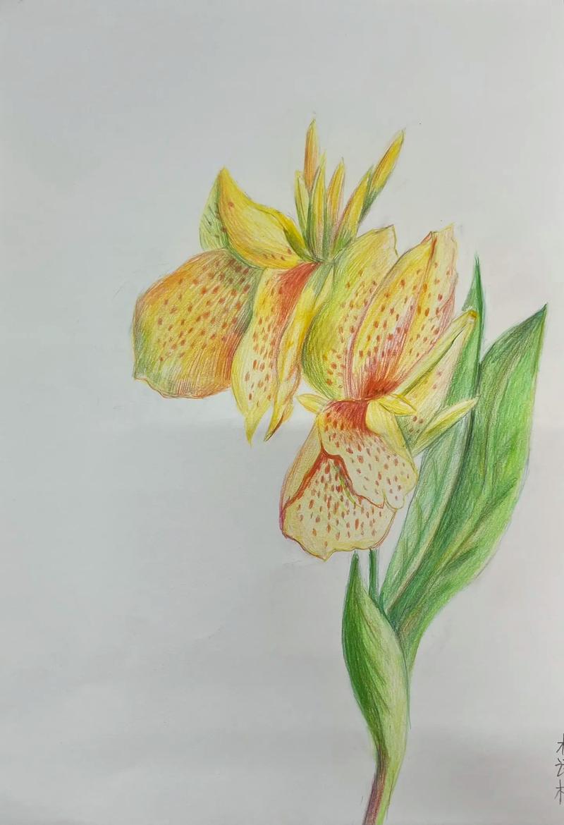 彩铅手绘简单美术中考